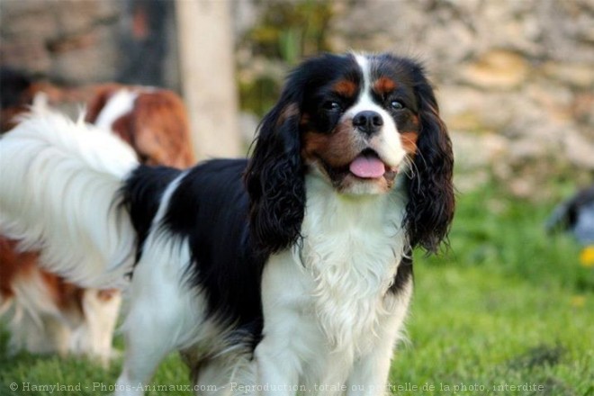 Photo de Cavalier king charles spaniel