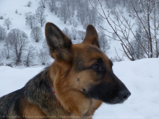 Photo de Berger allemand  poil court