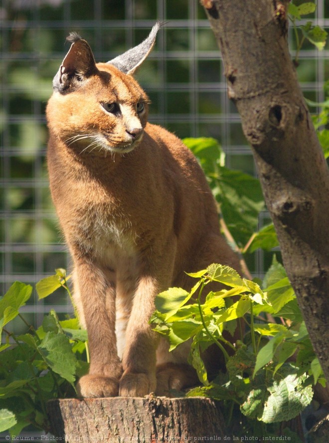 Photo de Caracal