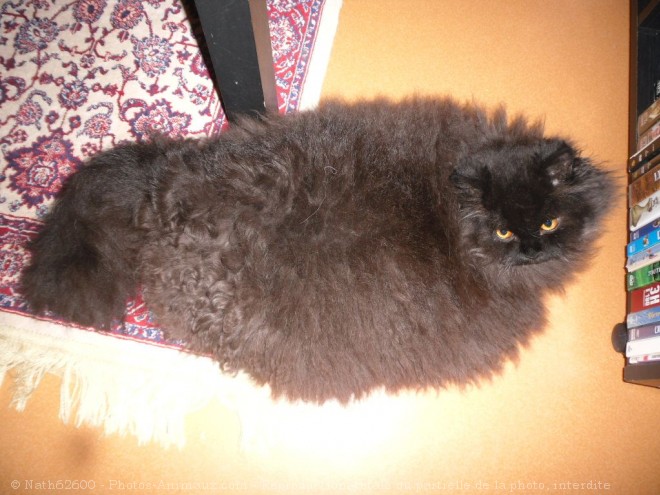 Photo de Selkirk rex poil long