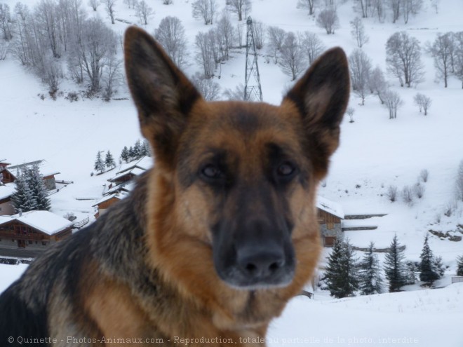 Photo de Berger allemand  poil court