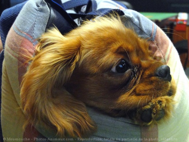 Photo de Cavalier king charles spaniel