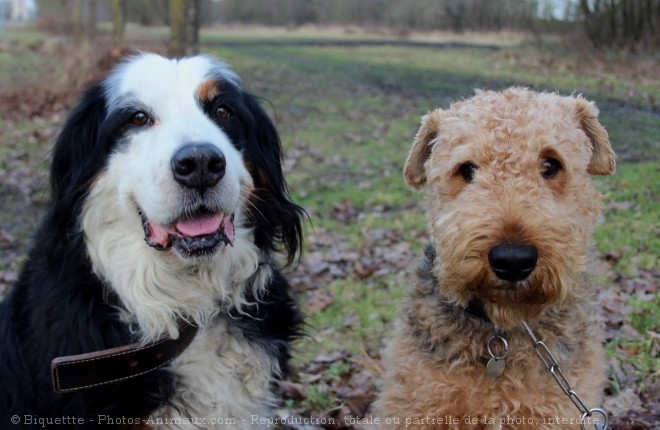 Photo de Races diffrentes