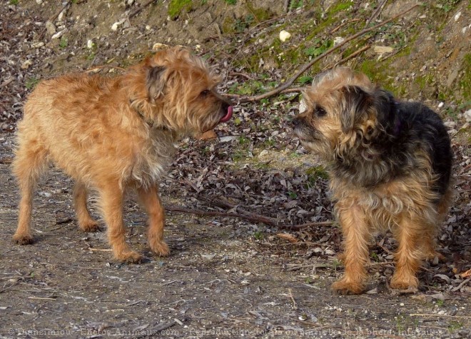 Photo de Border terrier