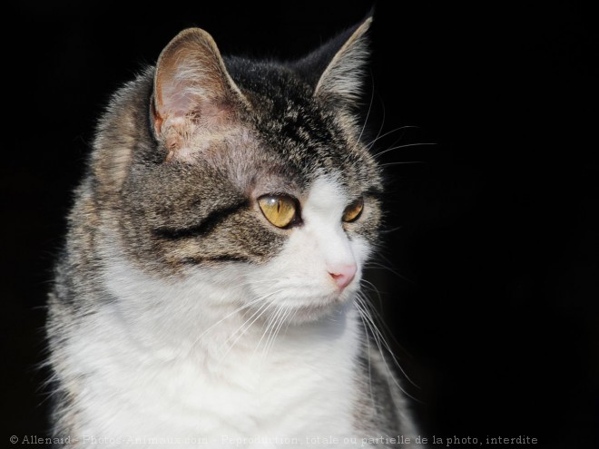 Photo de Chat domestique