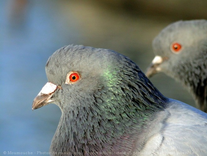 Photo de Pigeon