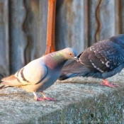 Photo de Pigeon