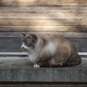 Photo de Chat domestique