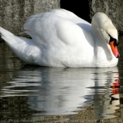 Photo de Cygne