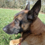 Photo de Berger belge malinois