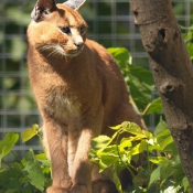 Photo de Caracal