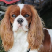 Photo de Cavalier king charles spaniel