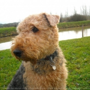 Photo d'Airedale terrier