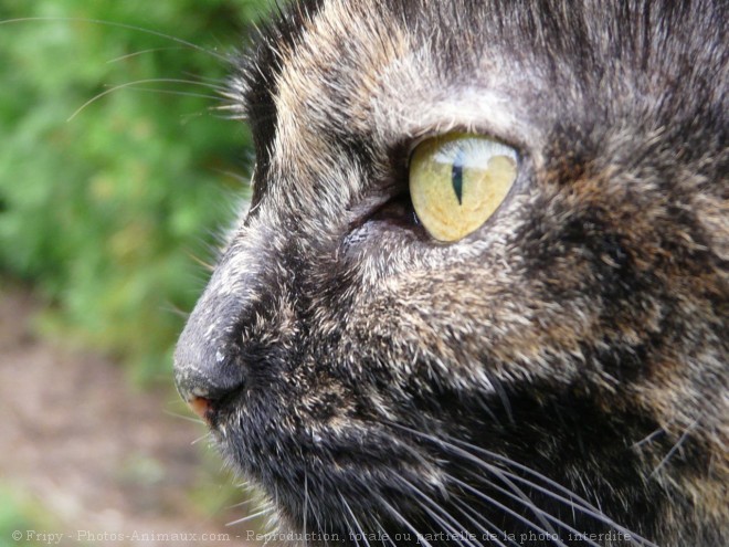 Photo de Chat domestique