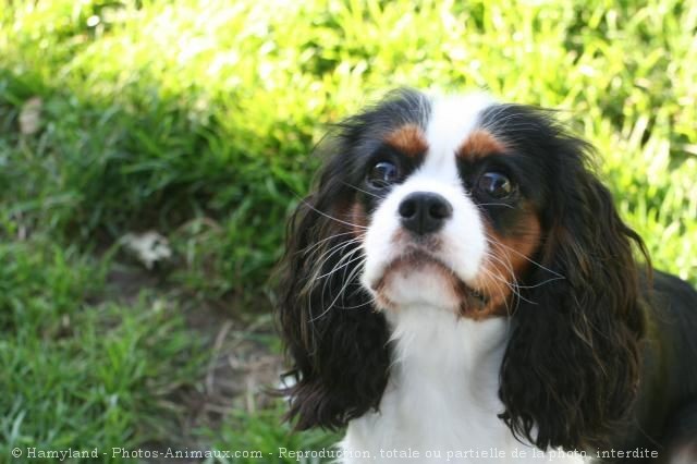 Photo de Cavalier king charles spaniel