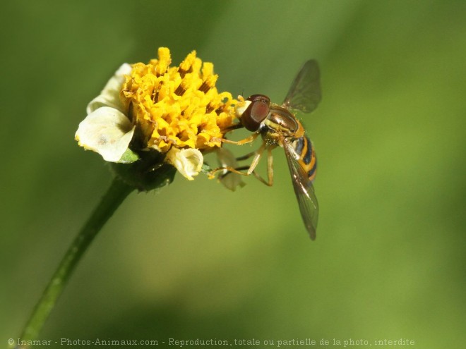 Photo de Mouche