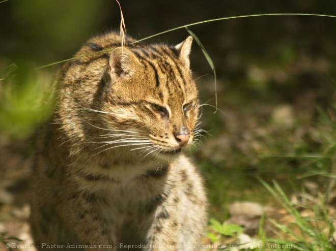 Photo de Chat viverrin  (pcheur)