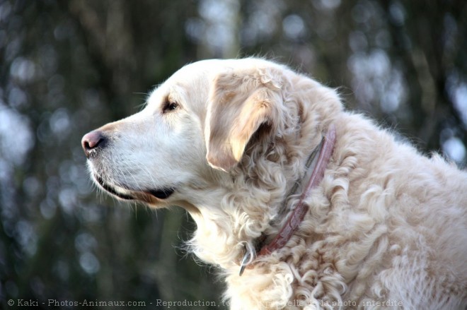 Photo de Golden retriever