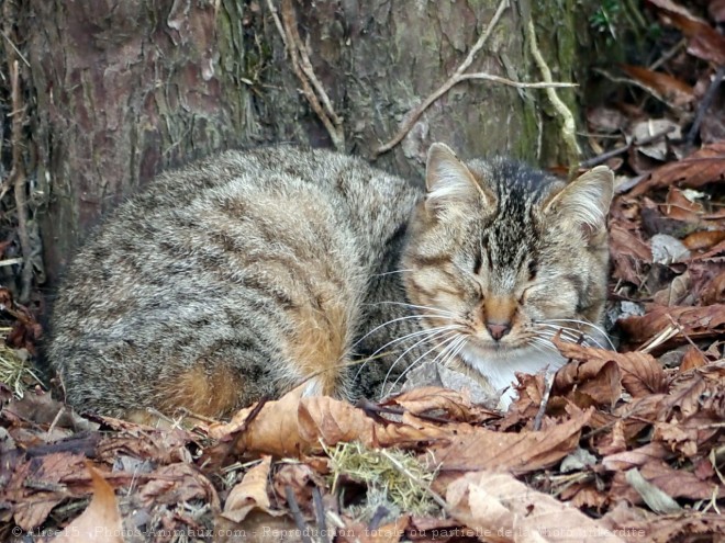 Photo de Chat domestique