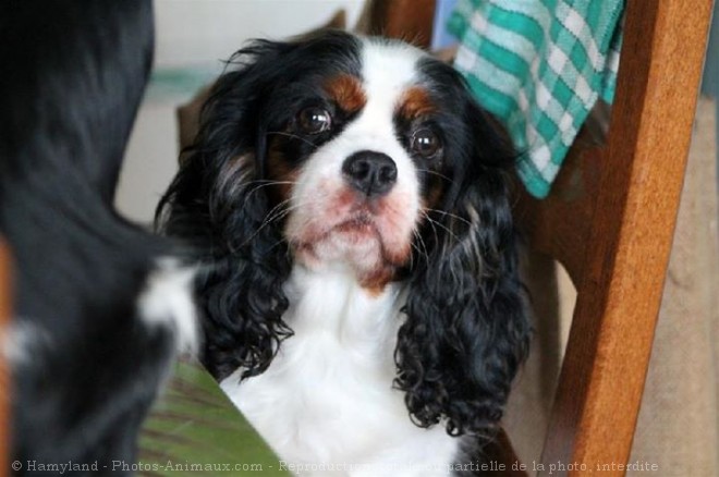 Photo de Cavalier king charles spaniel