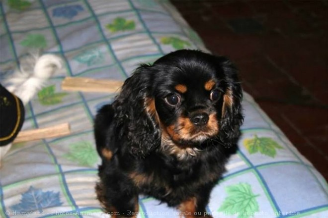 Photo de Cavalier king charles spaniel