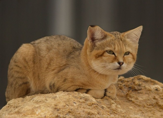 Photo de Chat des sables