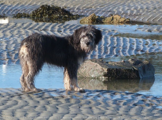 Photo de Chien de berger des pyrenes  poil long