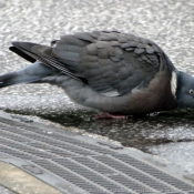 Photo de Pigeon - ramier