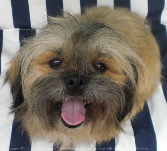 Photo de Lhassa apso