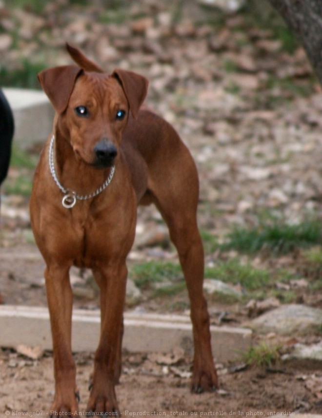 Photo de Pinscher allemand