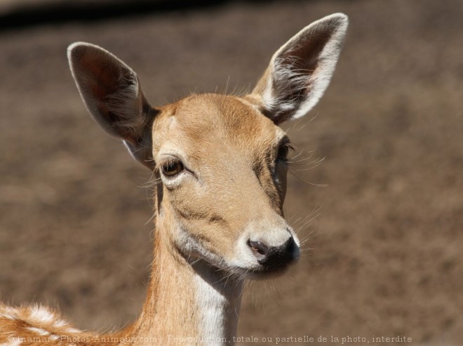 Photo de Cerf