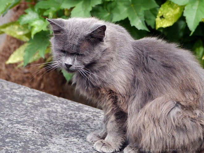 Photo de Chat domestique