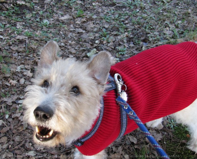 Photo de Fox terrier  poil dur