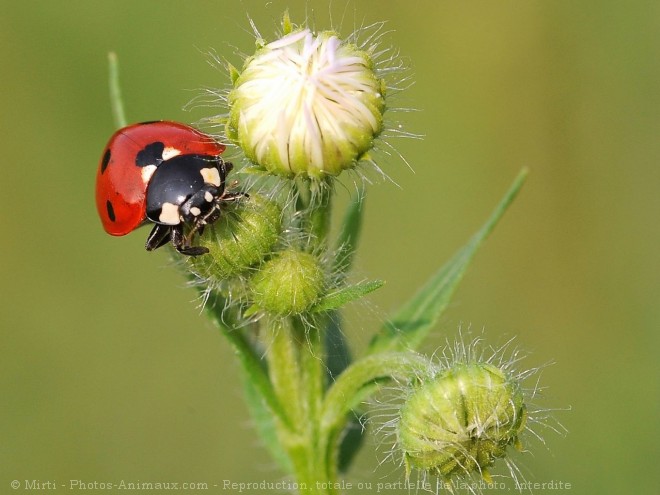 Photo de Coccinelle