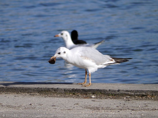 Photo de Mouette