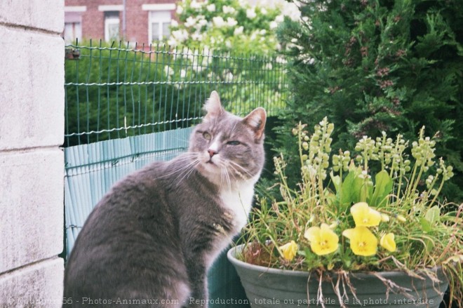 Photo de Chat domestique