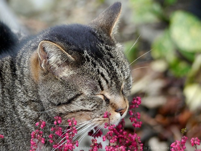 Photo de Chat domestique