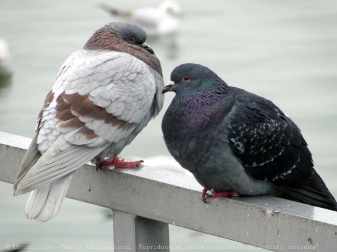 Photo de Pigeon