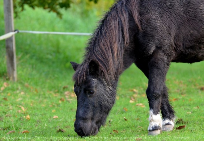 Photo de Shetland