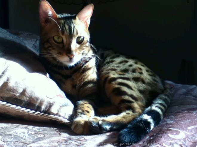 Photo de Bengal