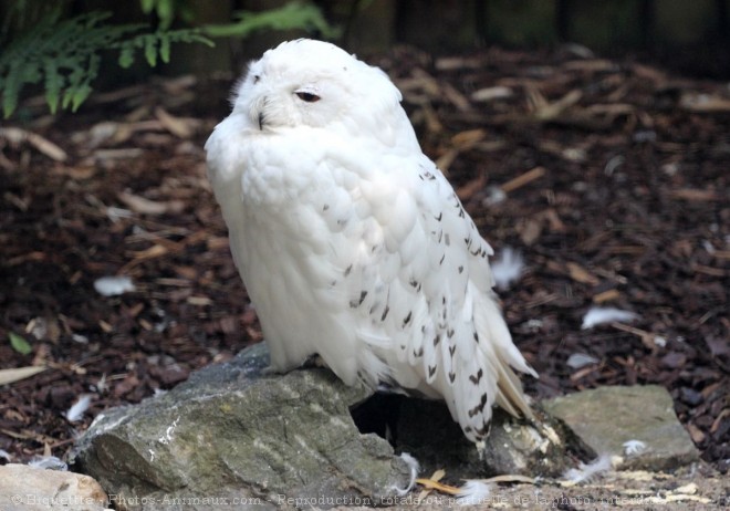 Photo de Harfang des neiges