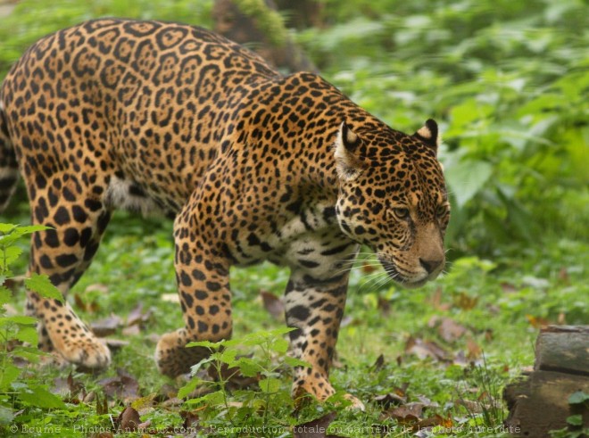 Photo de Jaguar