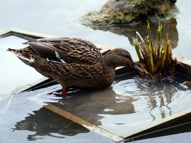 Photo de Canard colvert