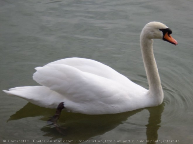 Photo de Cygne