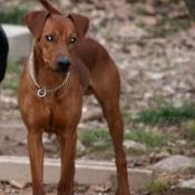 Photo de Pinscher allemand