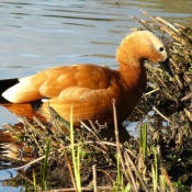 Photo de Canard tadorne casarca