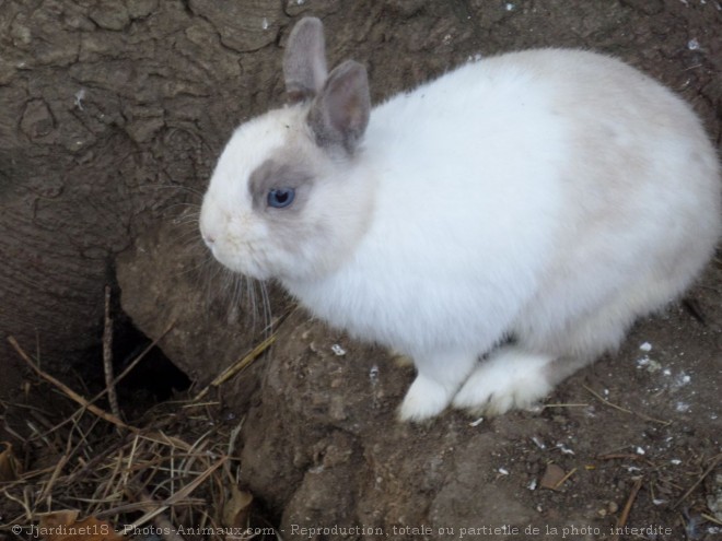 Photo de Lapin