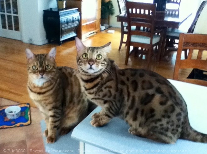 Photo de Bengal