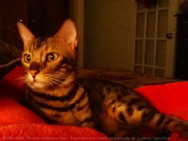 Photo de Bengal