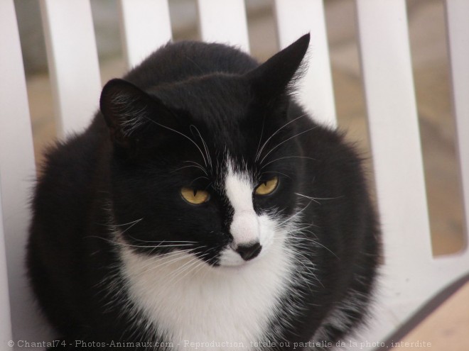 Photo de Chat domestique